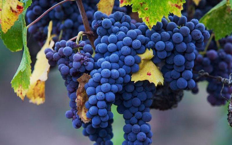Lefkada Wine Grapes